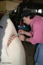 Eddie Paul creating a shark